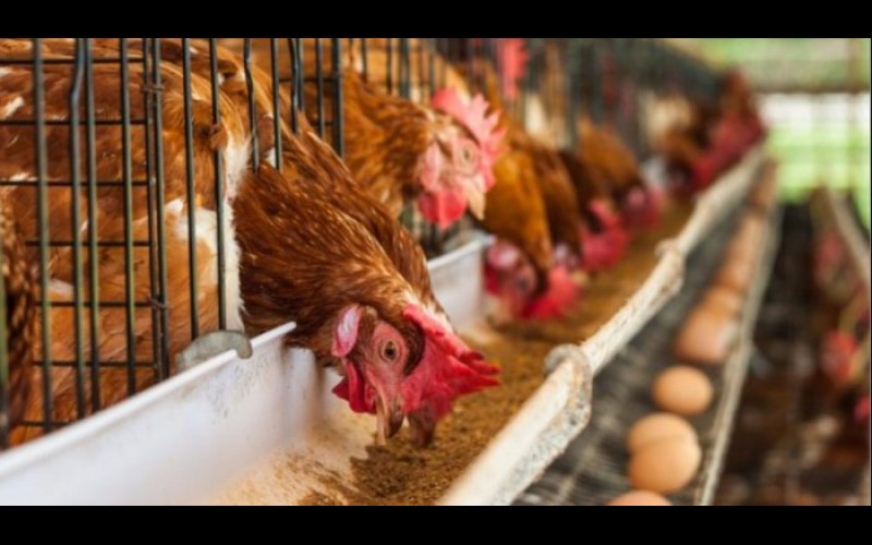 Half Of Poultry Farms In Oyo State Have Shut Down – Association’s Chairman