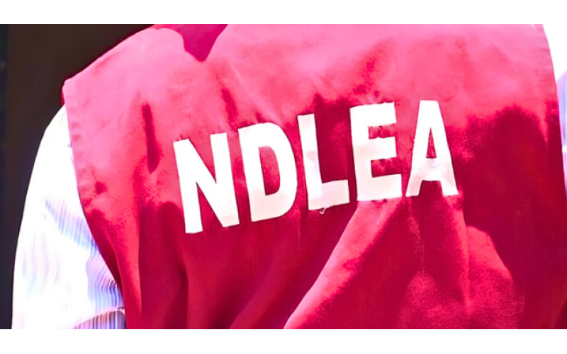 NDLEA Katsina Reaffirms Commitment to Drug War, Arrests Over 1,000 Suspects in 2025