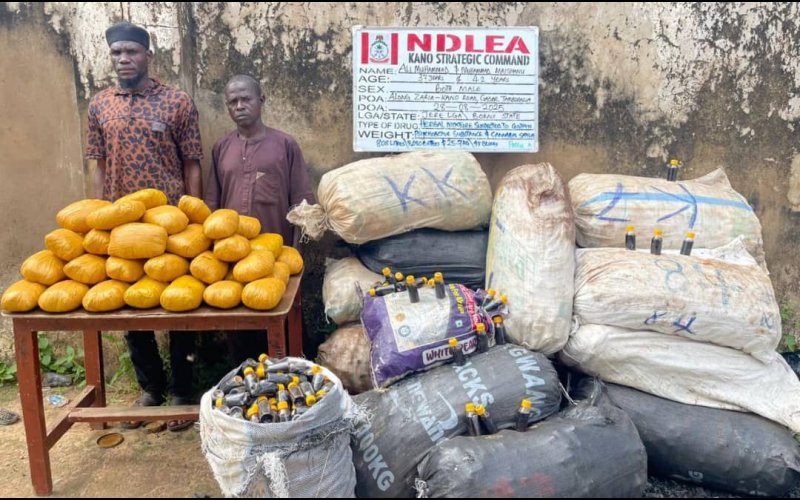 75-year-old grandpa arrested as NDLEA destroys 178,000kg skunk in Taraba forest