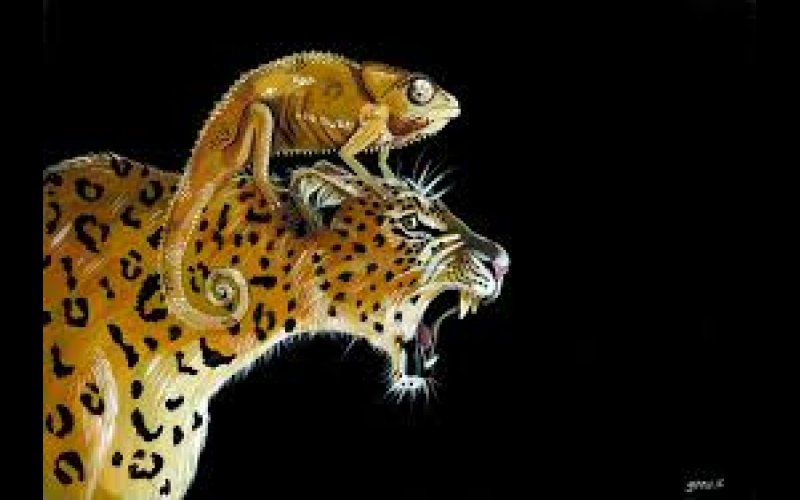 BETWEEN THE LEOPARD AND CHAMELEON 