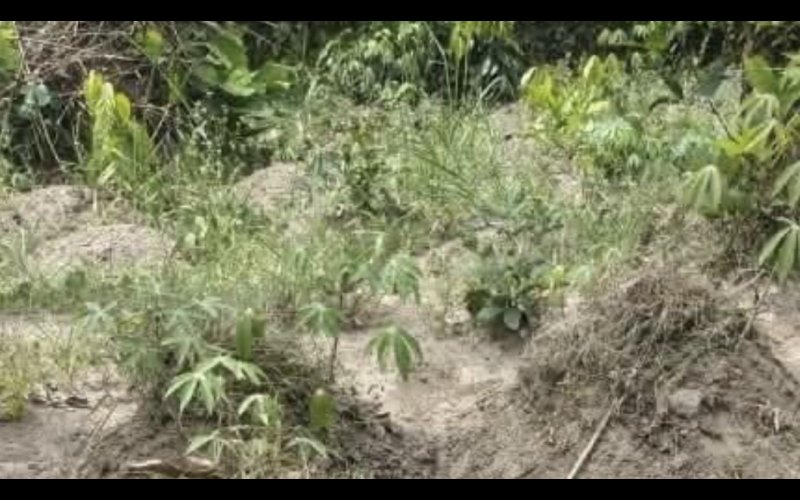 Man Arrested for Allegedly Killing Wife During Farm Dispute in Rivers Community