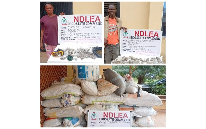 NDLEA Uncovers 498kg of Cannabis Hidden in Edo Shrine, Launches Manhunt for Suspected Drug Baron
