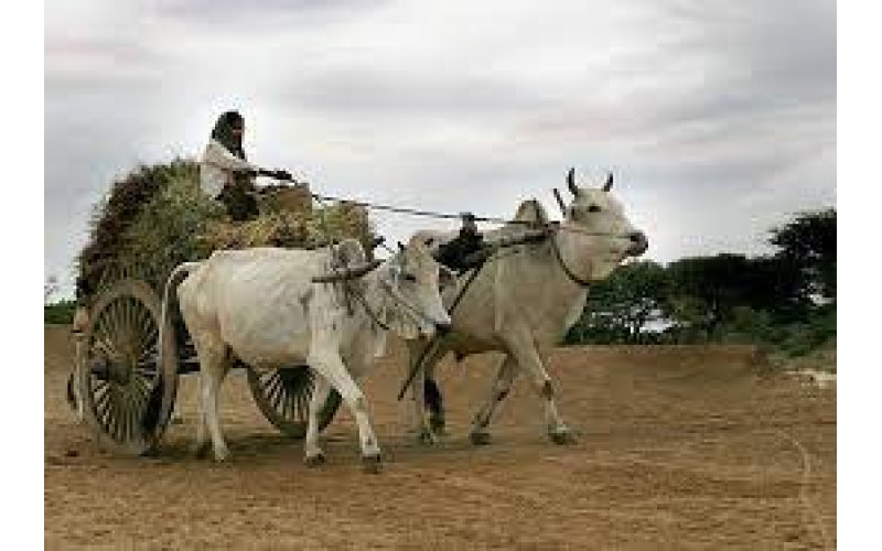 Subsidy Removal: Residents Resort To Using Ox-Drawn Carts In Katsina