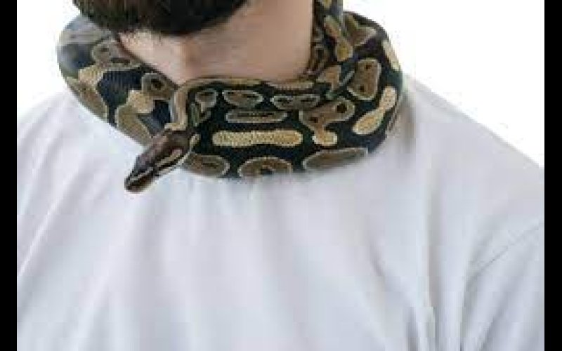 Mozambican who walked with snake around neck detained