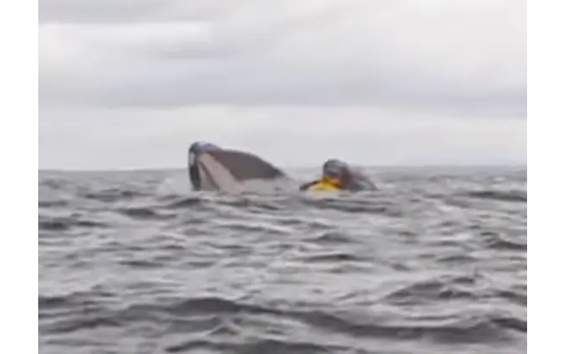 “Thought He’d Swallowed Me!”: Whale Gulps Kayaker in Chile, Spits Him Out