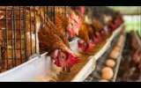 Half Of Poultry Farms In Oyo State Have Shut Down – Association’s Chairman