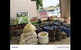 NDLEA declares drug kingpin, 3 associates wanted, blocks N9.8billion in accounts