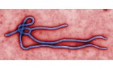 FG Releases ?21.2 Million to Each State to Boost Ebola Preparedness