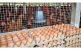 Nigerians Can No Longer Afford Eggs, Poultry Farmers Raise Alarm