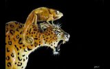 BETWEEN THE LEOPARD AND CHAMELEON 