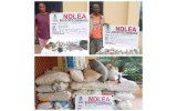 NDLEA Uncovers 498kg of Cannabis Hidden in Edo Shrine, Launches Manhunt for Suspected Drug Baron