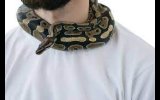 Mozambican who walked with snake around neck detained