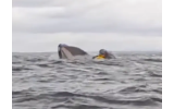 “Thought He’d Swallowed Me!”: Whale Gulps Kayaker in Chile, Spits Him Out